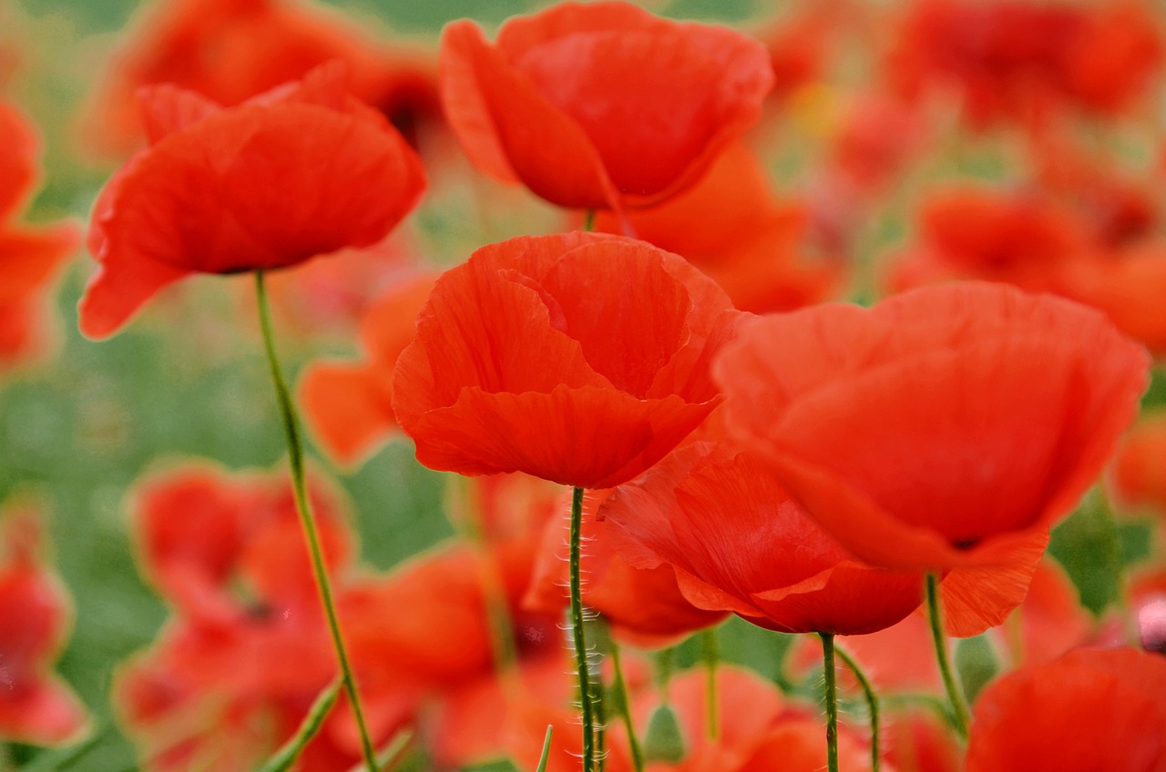 poppy nature meadow flower free photo