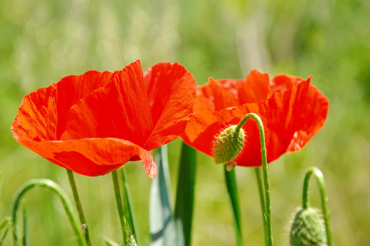 poppy nature meadow flower free photo