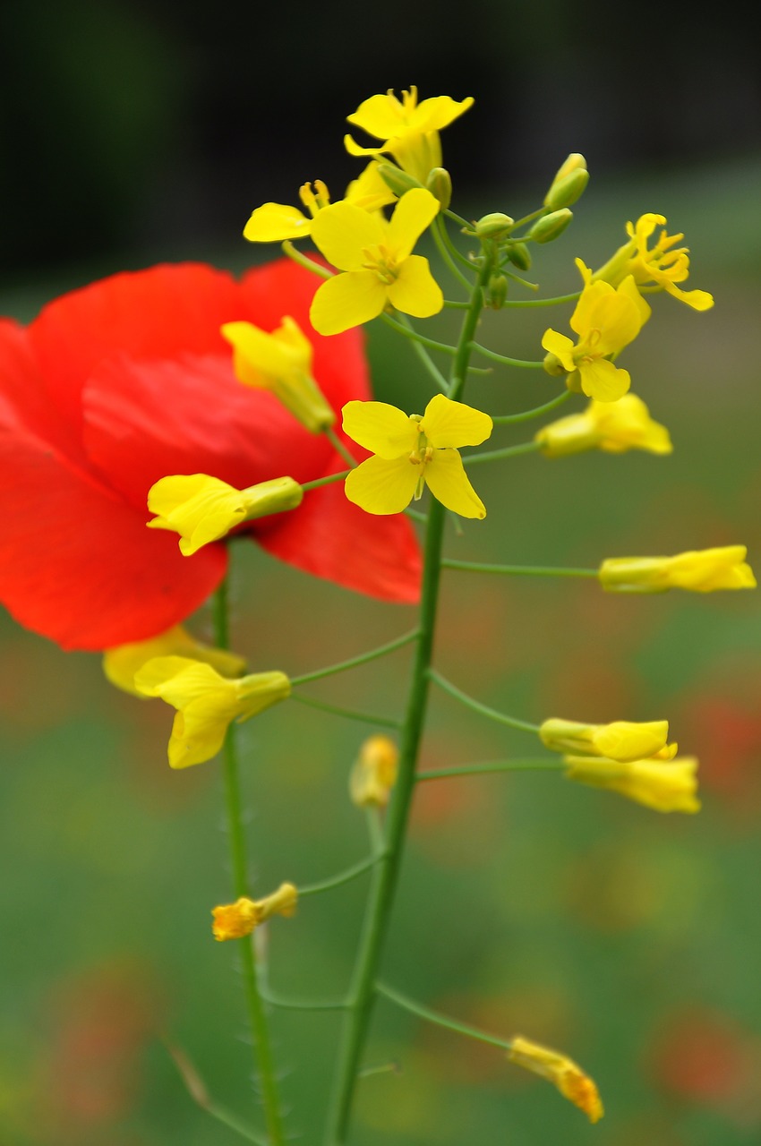 poppy nature meadow flower free photo