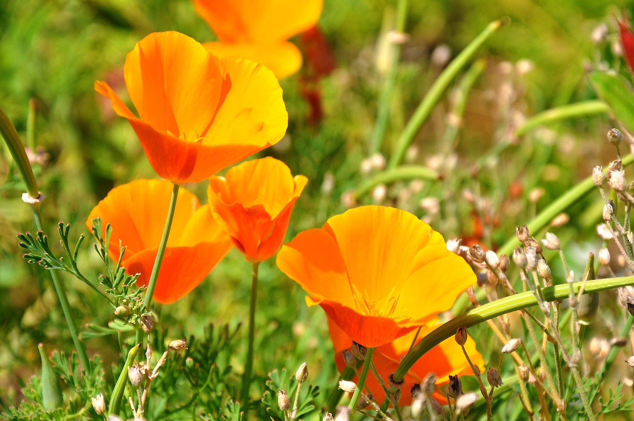 poppy nature meadow flower free photo