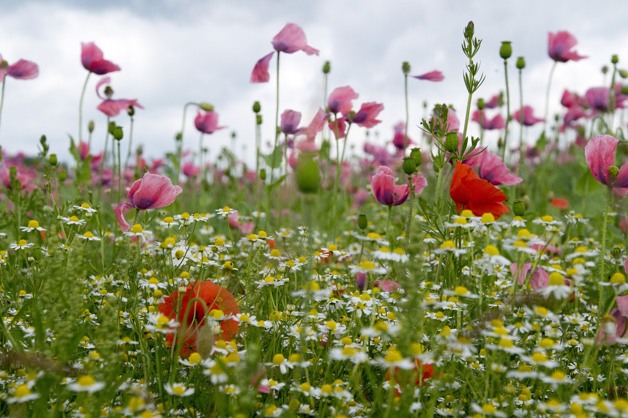 poppy meadow wildflowers free photo