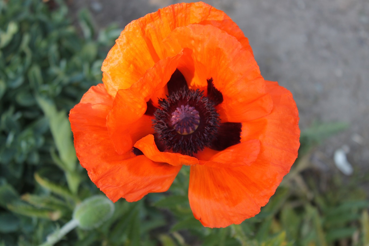 poppy blossom bloom free photo