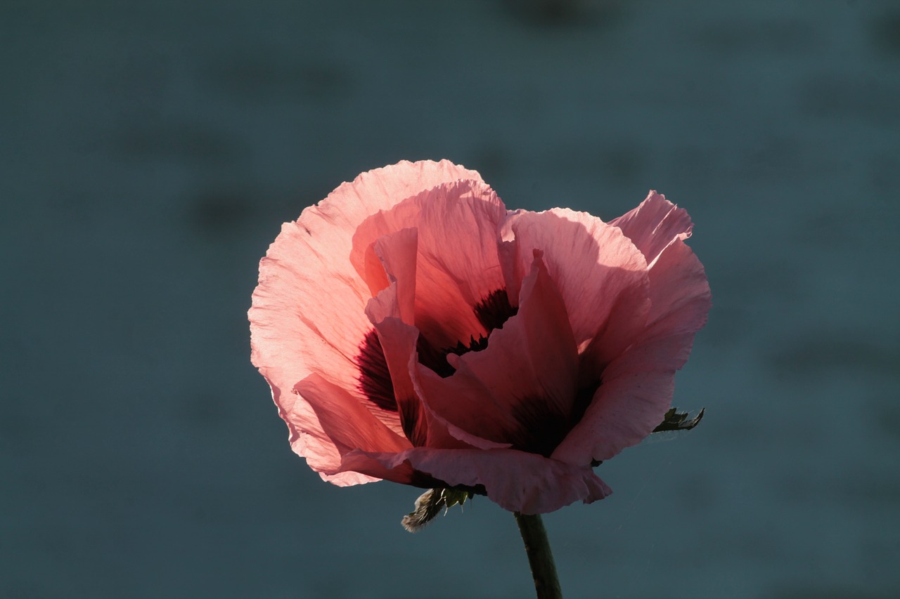 poppy flower petal free photo