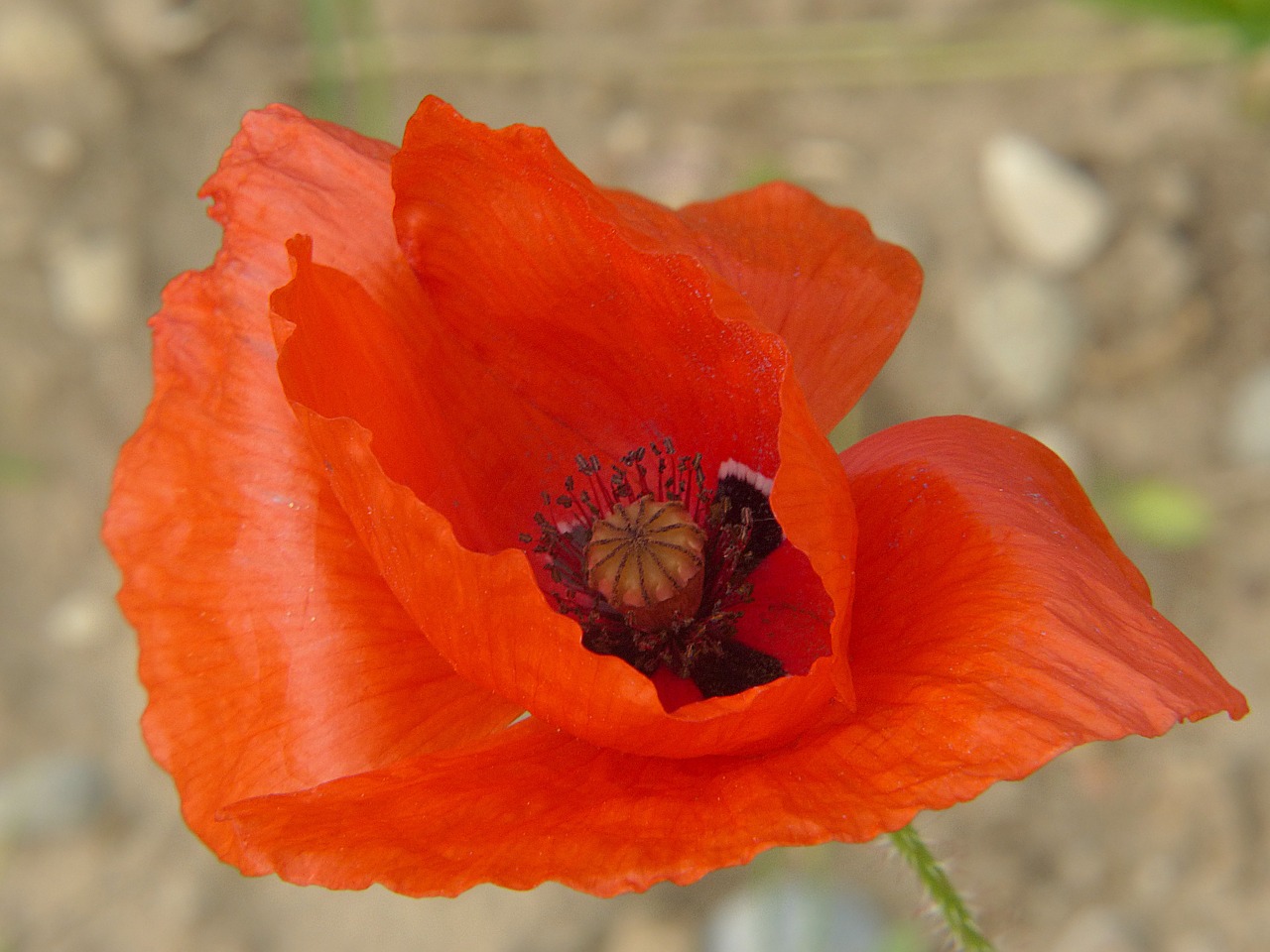 poppy red poppy flower free photo