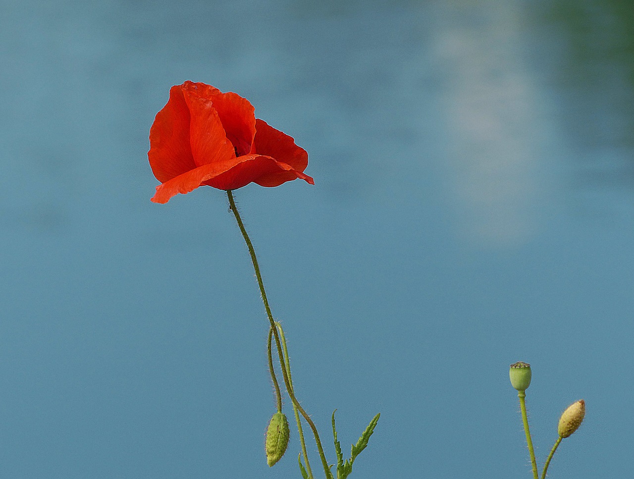 poppy red poppy poppies on the water free photo