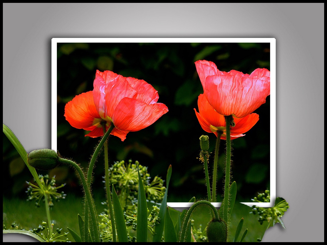 poppy flowers spring free photo