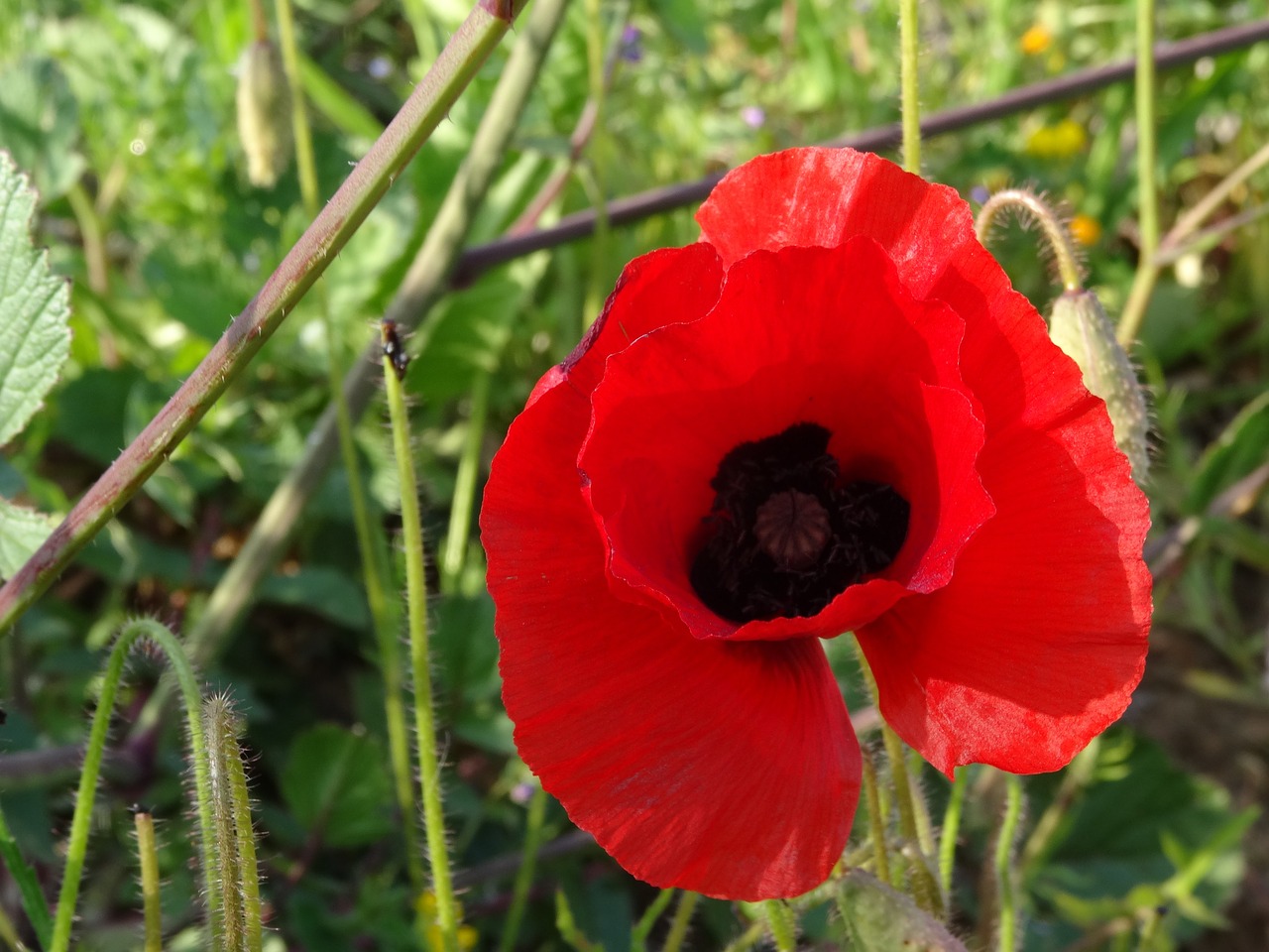 poppy flower red free photo