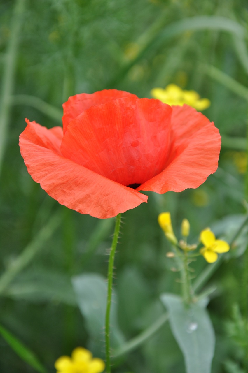 poppy field red poppy free photo