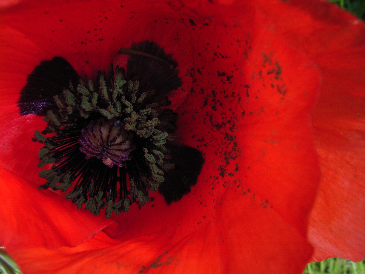 poppy flower red free photo