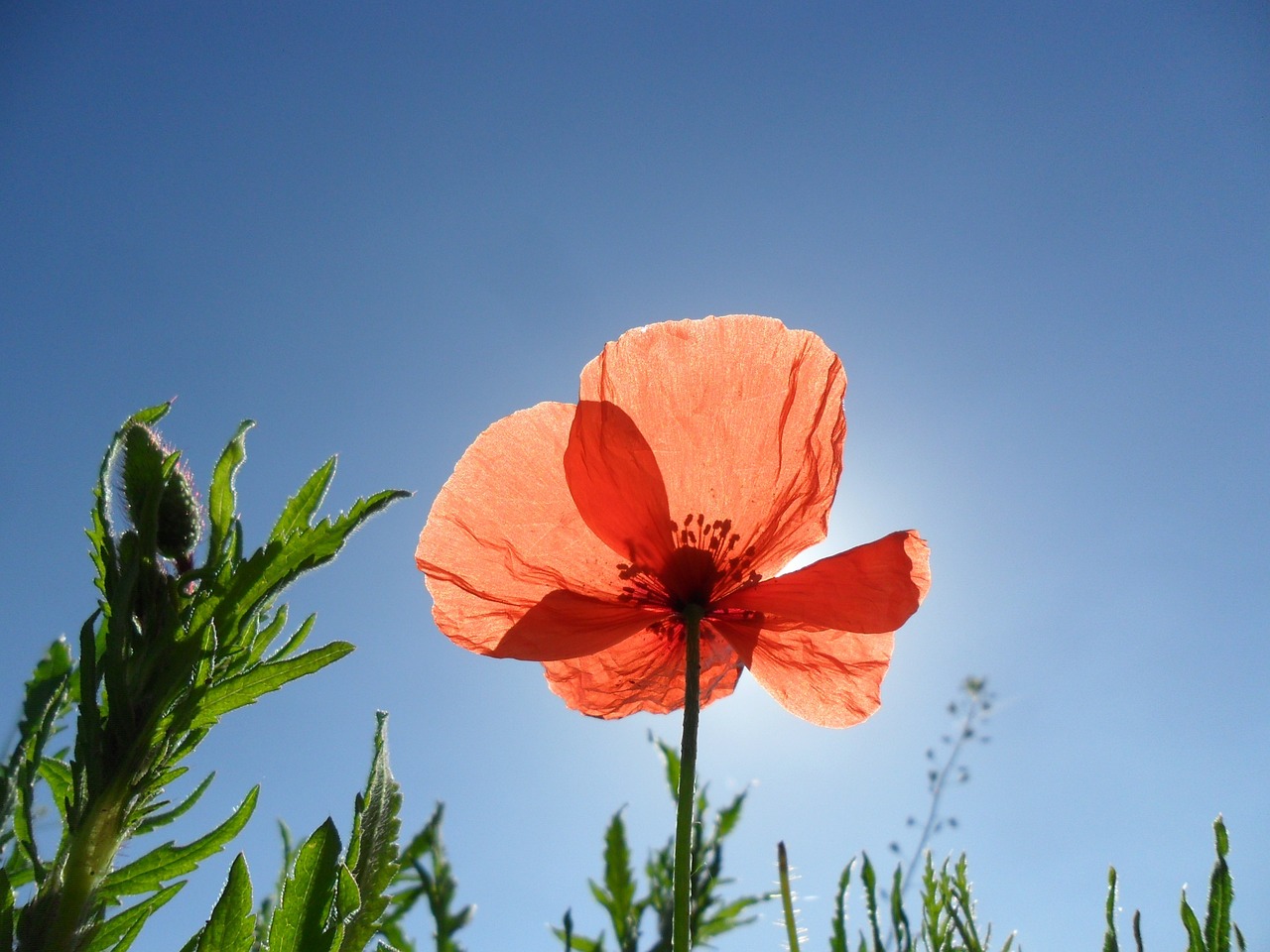 poppy klatschmohn fields free photo