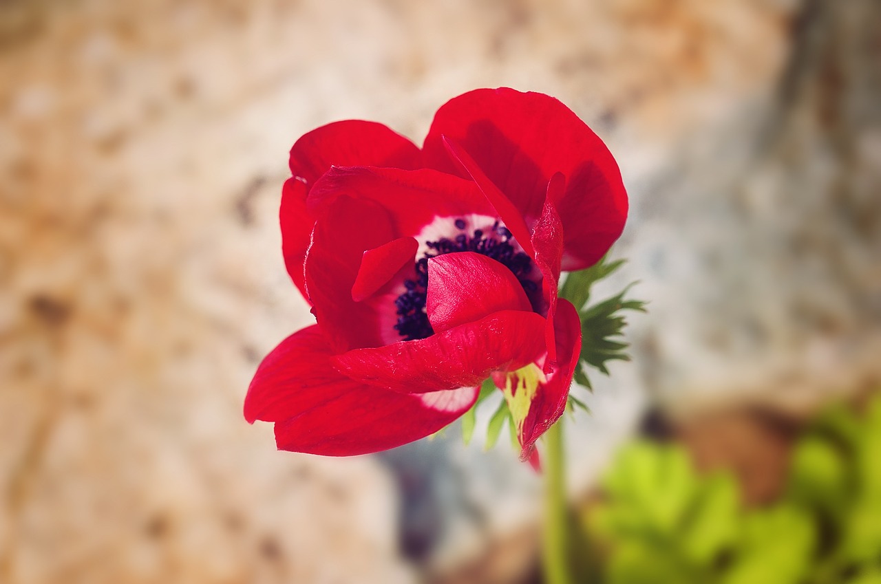 poppy red red poppy free photo