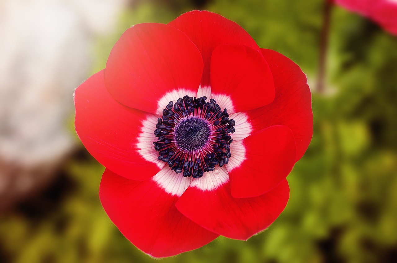 poppy red red poppy free photo