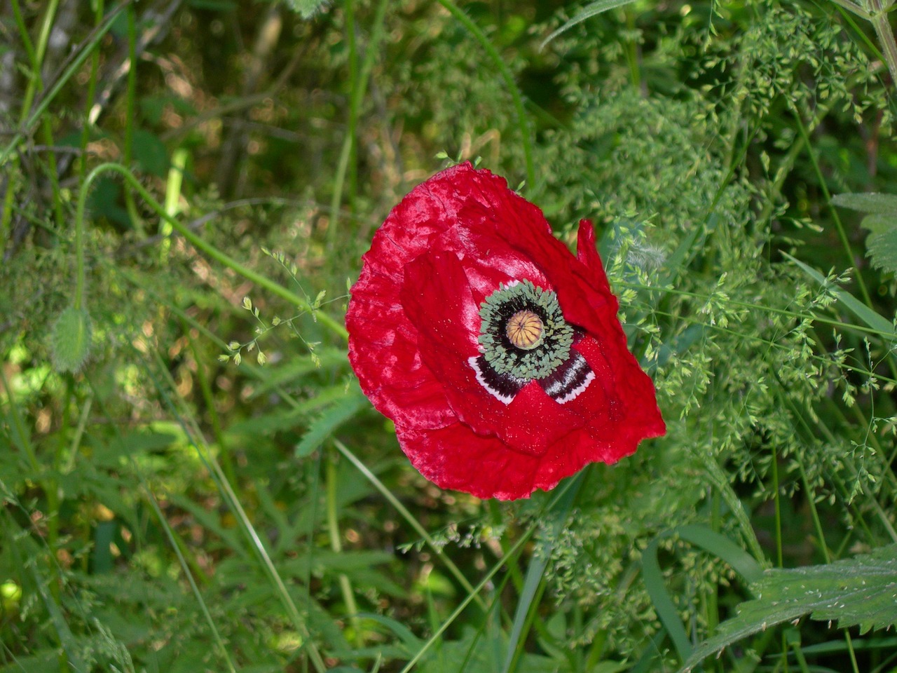 poppy nature landscape free photo