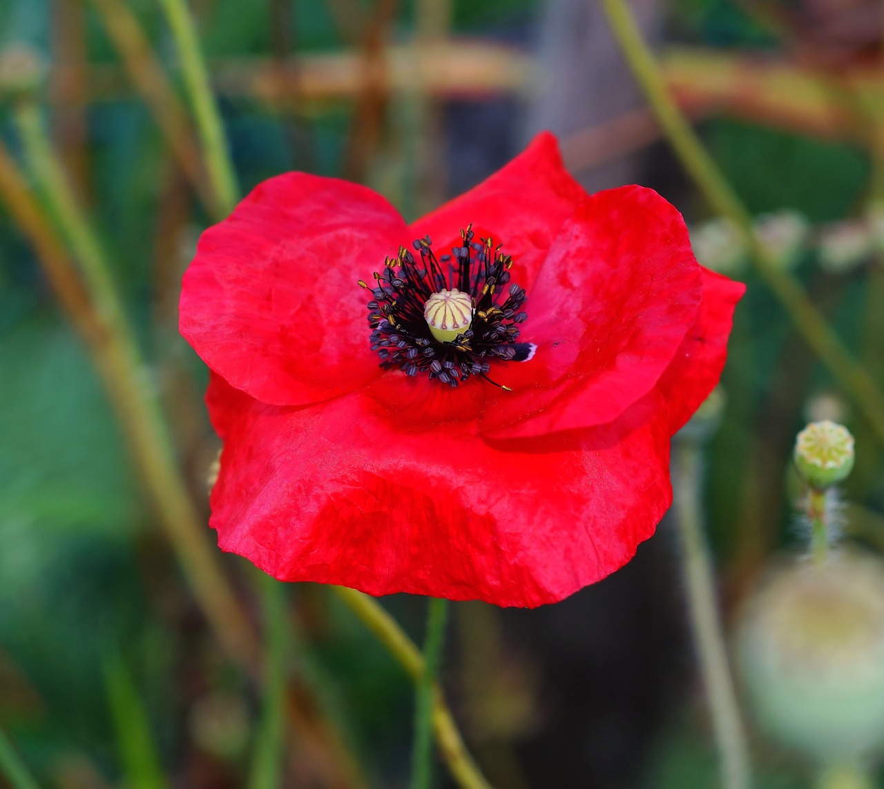 poppy poppy flower flower free photo