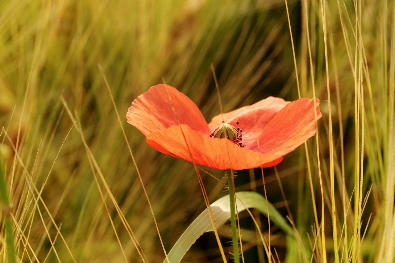 poppy klatschmohn blossom free photo