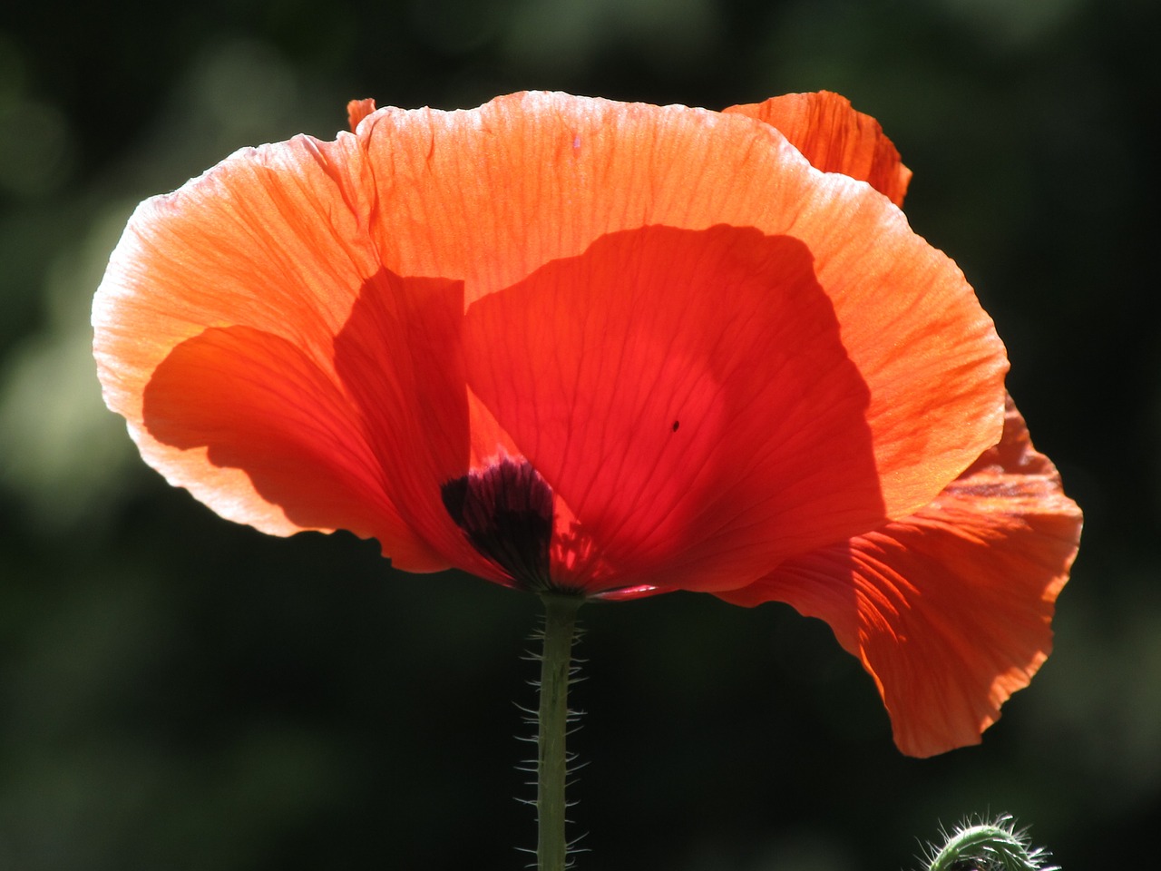 poppy red sun free photo