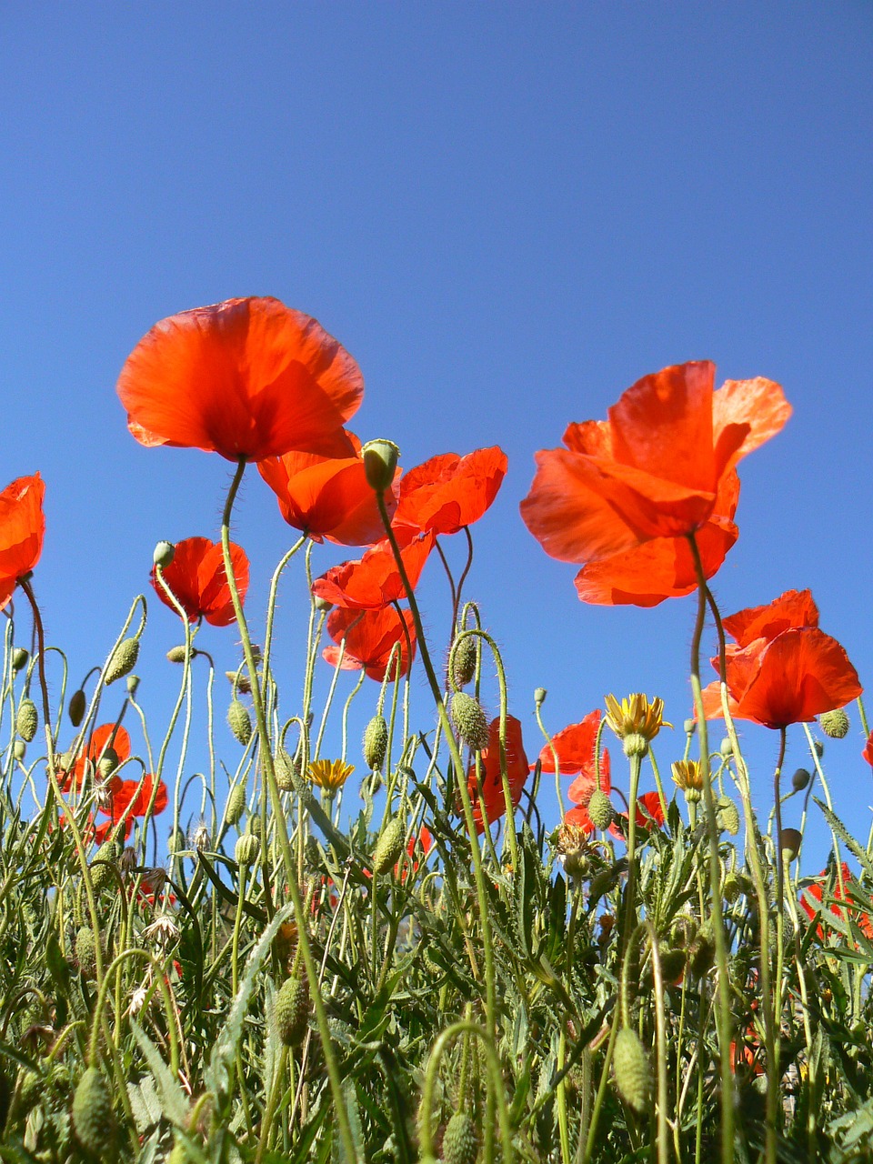 poppy green sky free photo