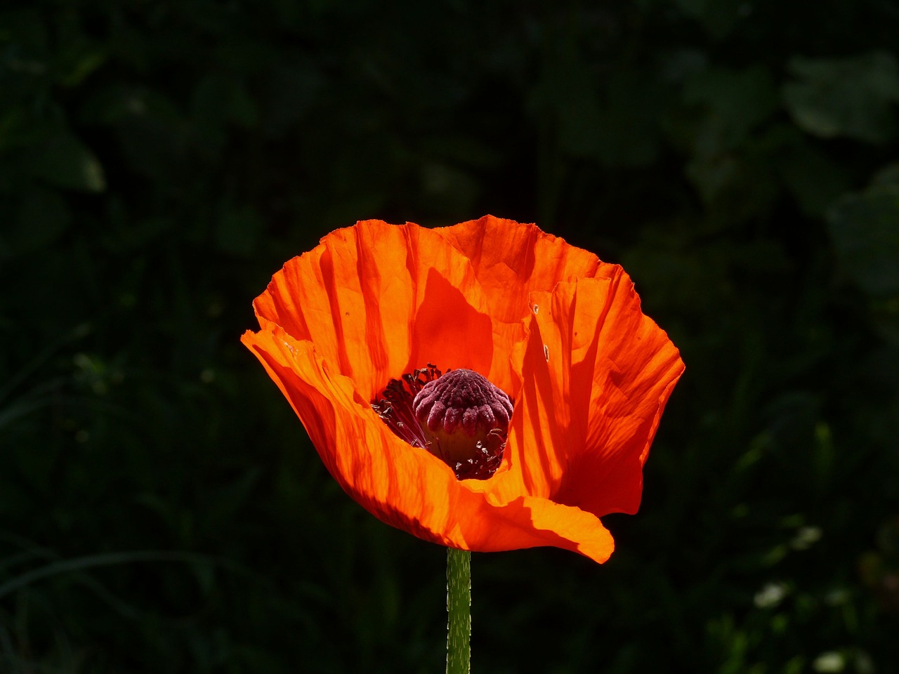 poppy orange flower free photo