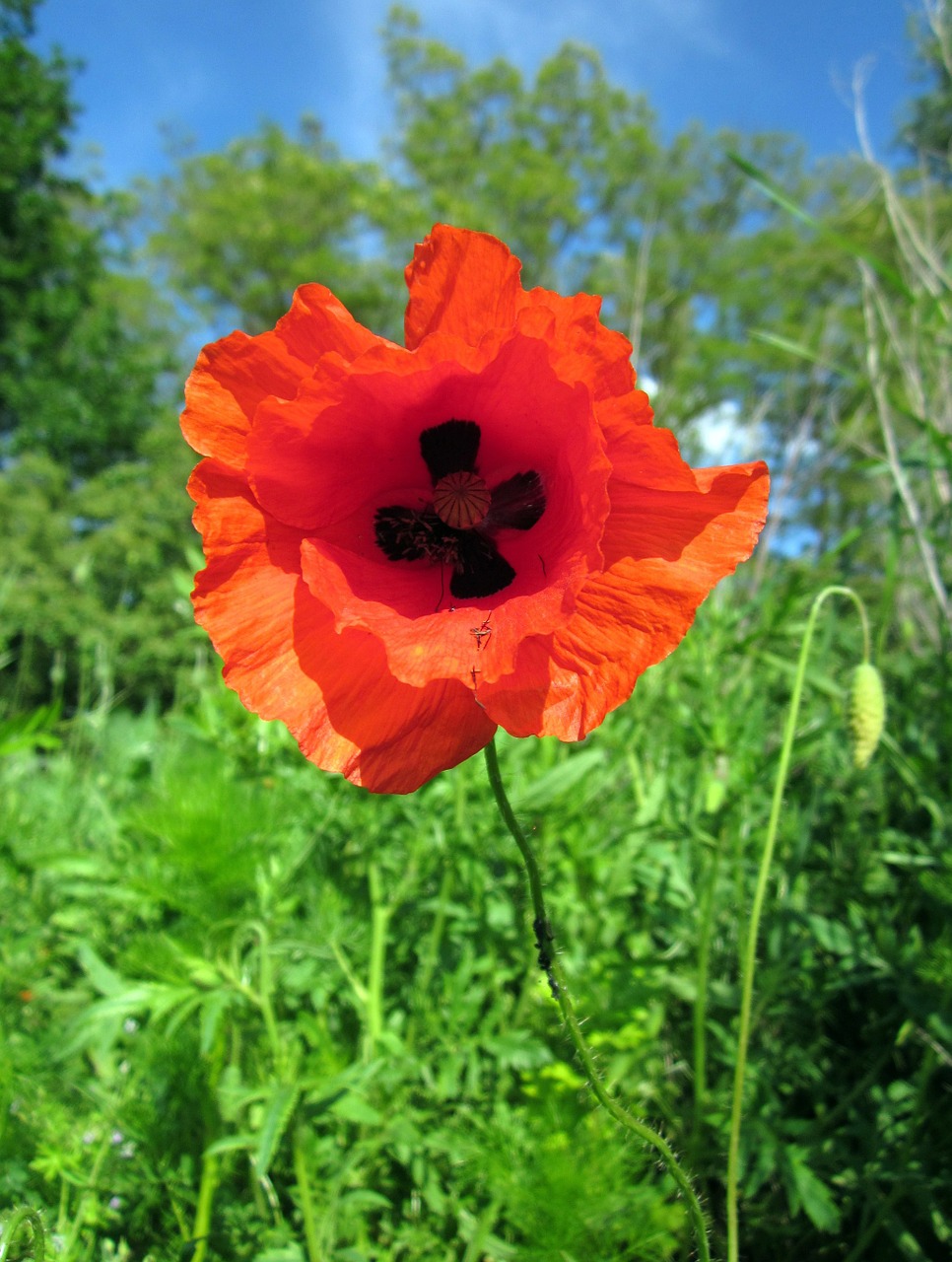 poppy flower red free photo