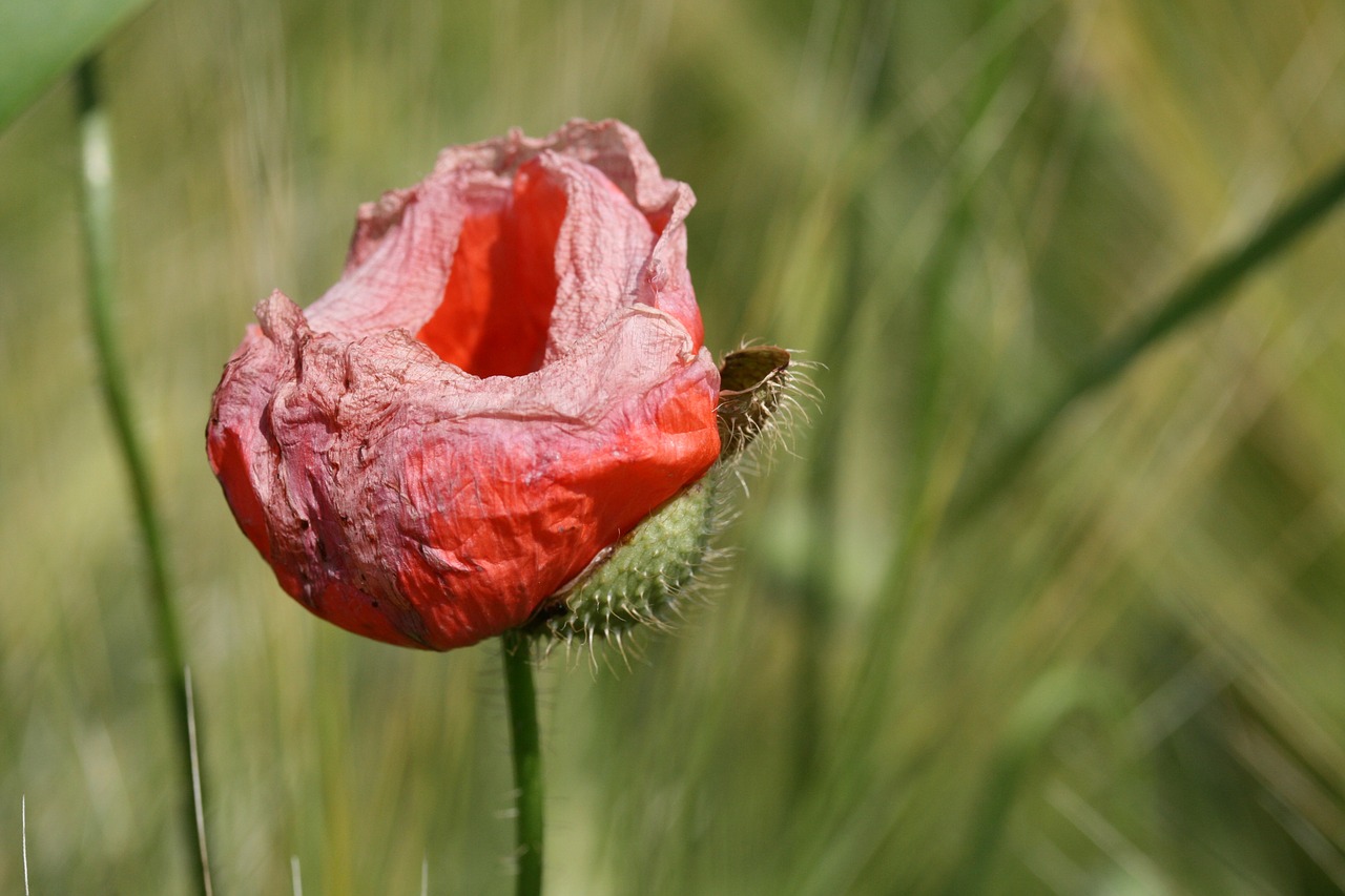 poppy klatschmohn blossom free photo