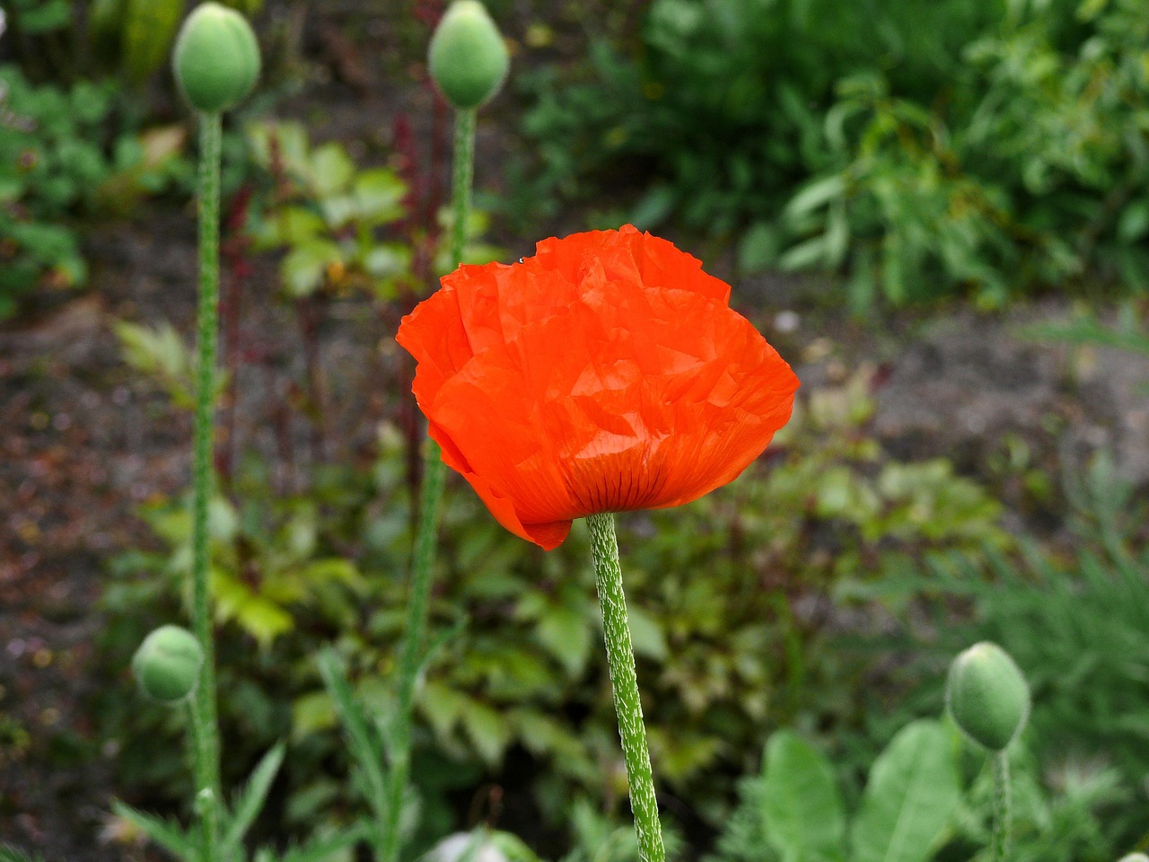 poppy orange red free photo