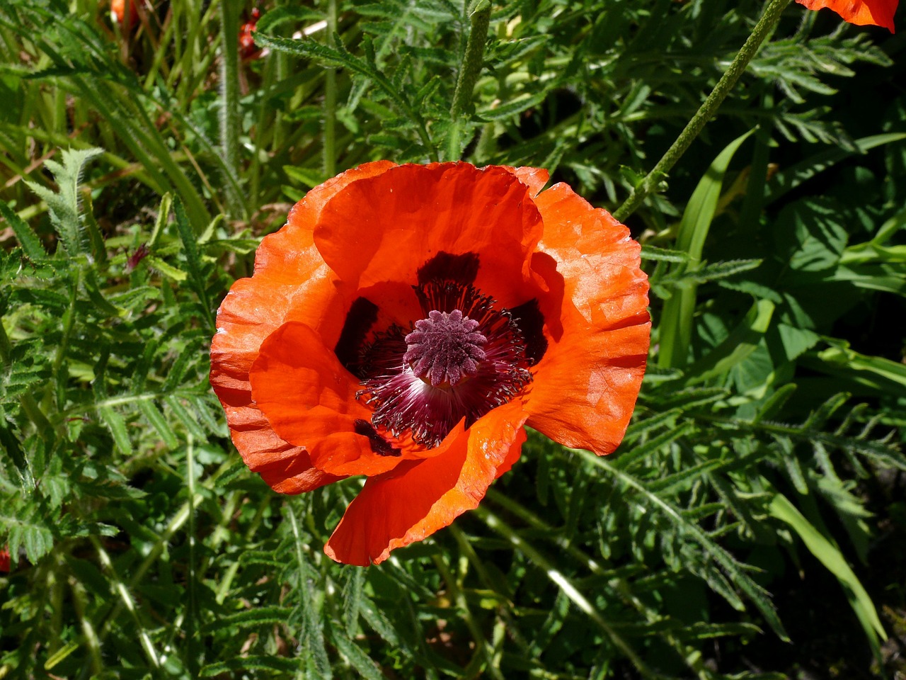 poppy orange red free photo