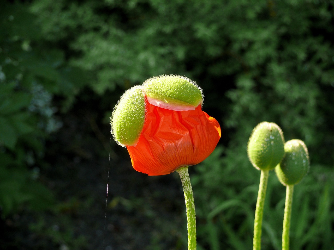 poppy orange red free photo