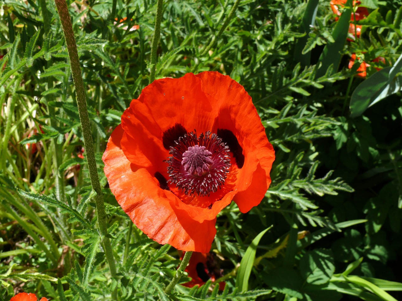 poppy orange red free photo