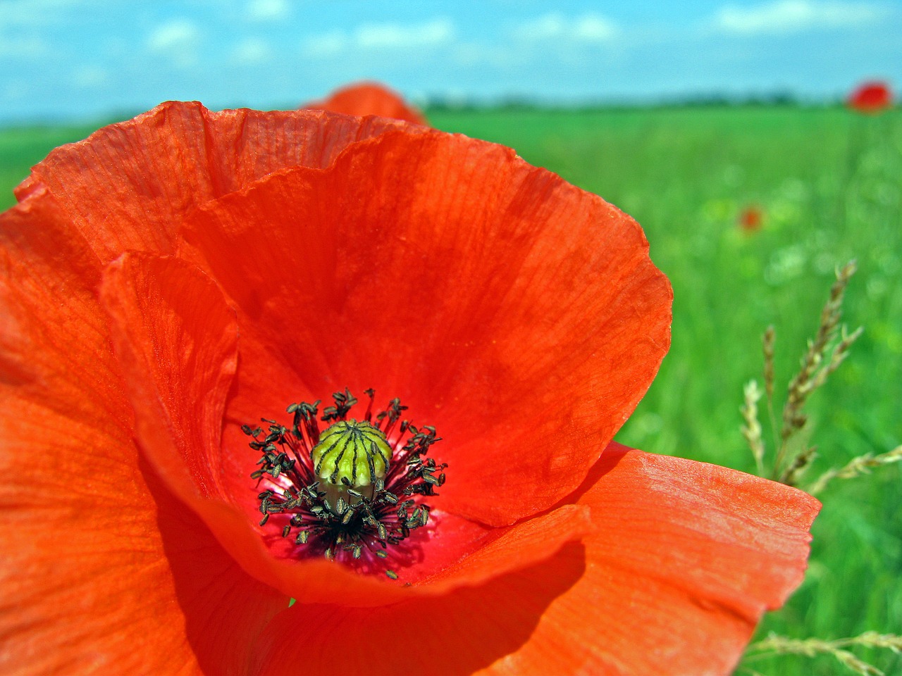 poppy meadow flower free photo