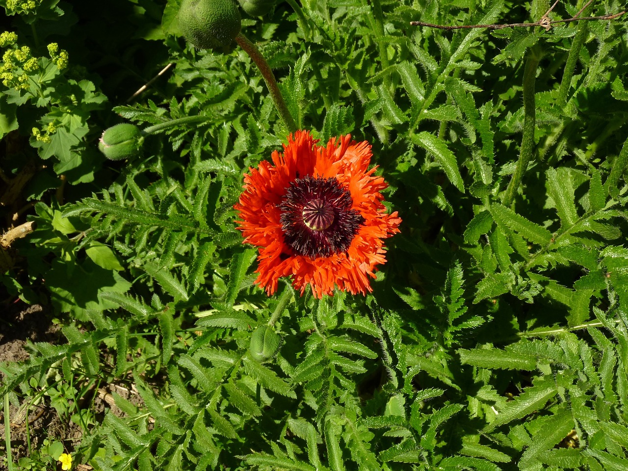 poppy garden summer free photo