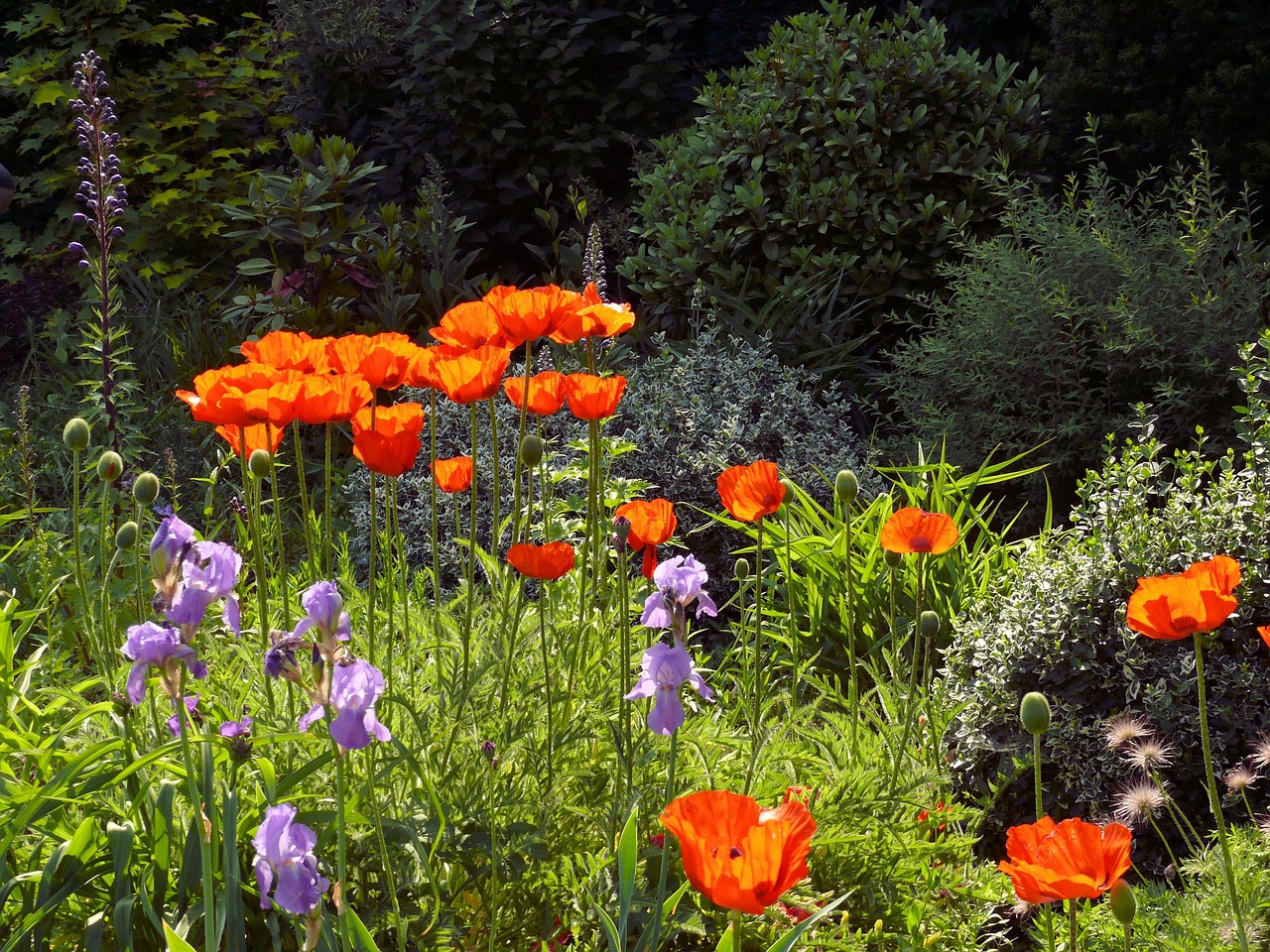 poppy flower spring free photo