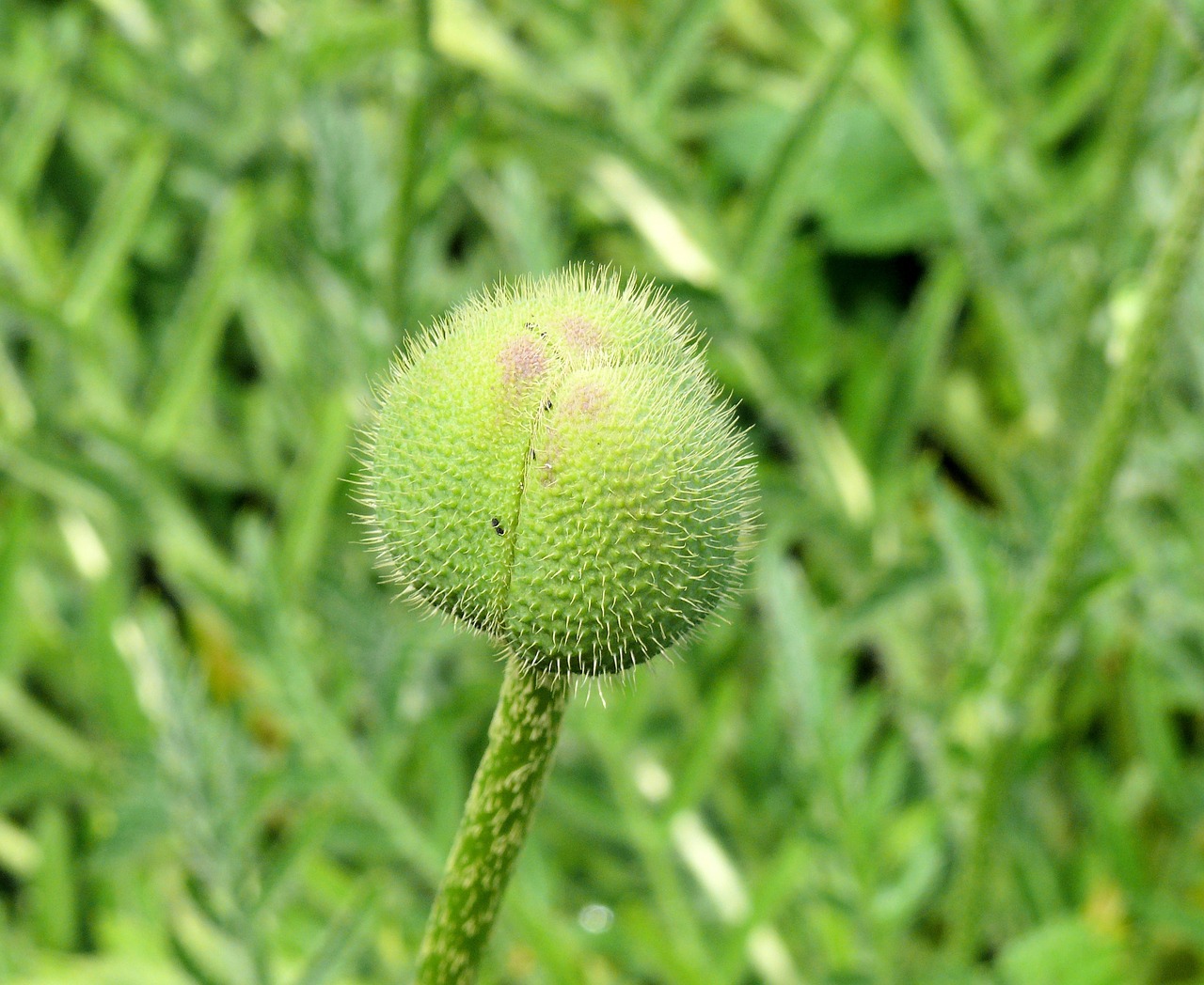 poppy in button spring free photo