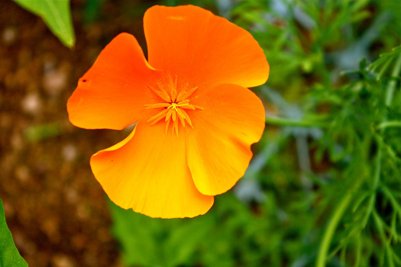 poppy flower spring free photo