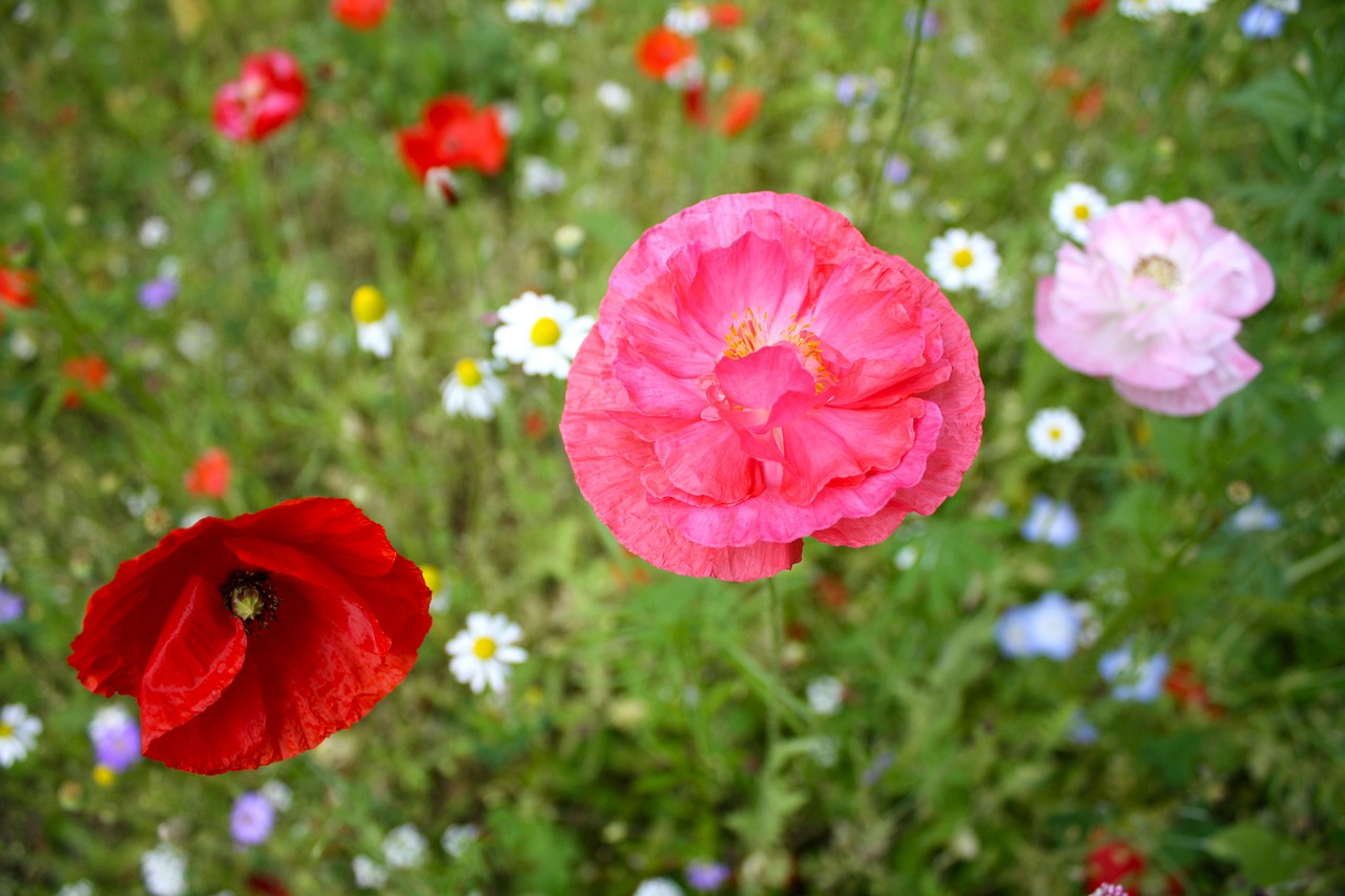 poppy flower spring free photo