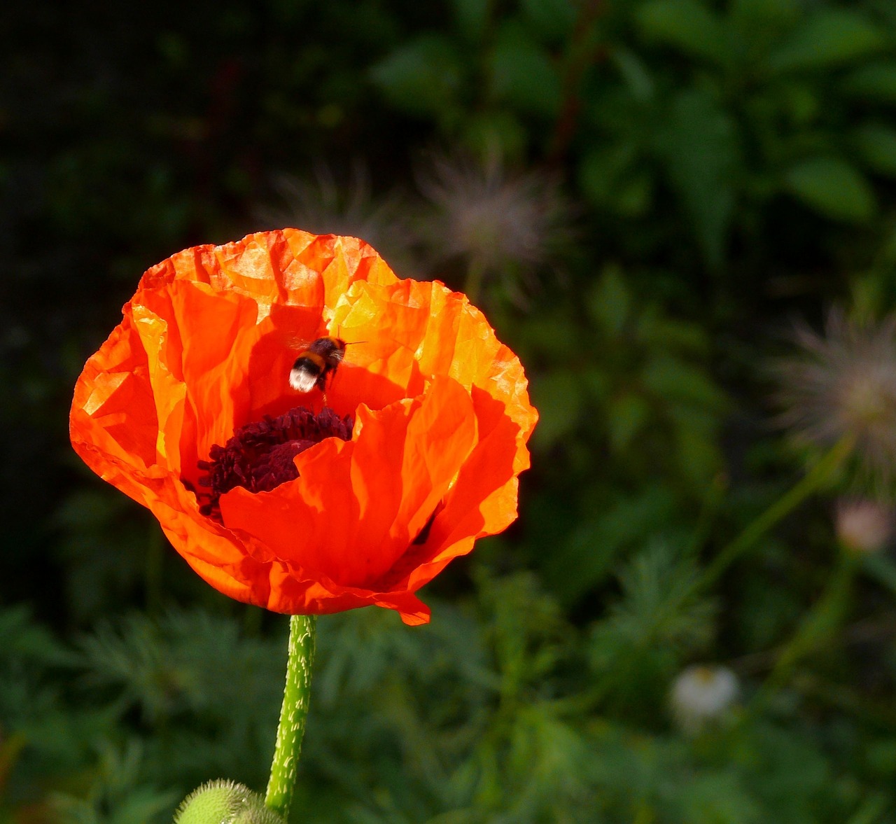 poppy flower spring free photo