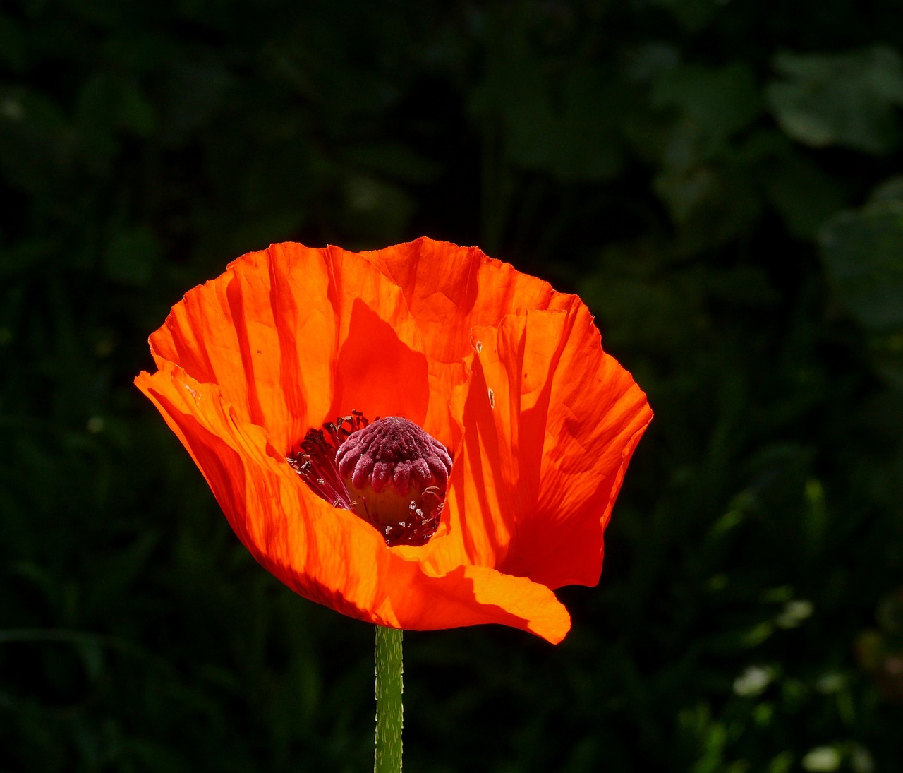 poppy flower spring free photo