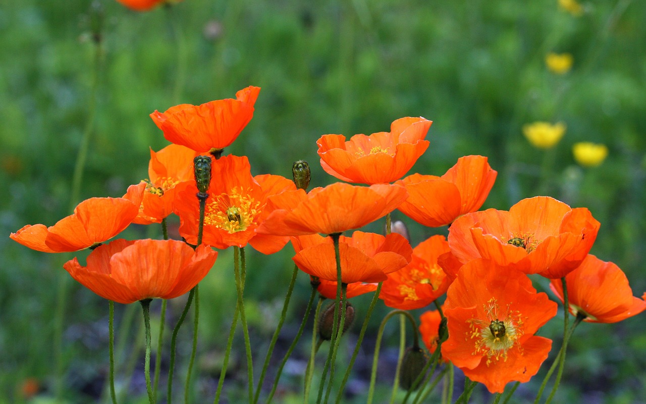 poppy orange summer free photo