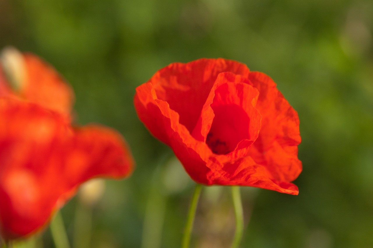 poppy red flower free photo