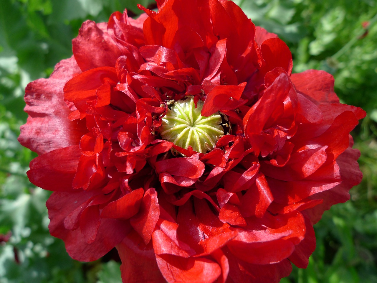 poppy flower red free photo