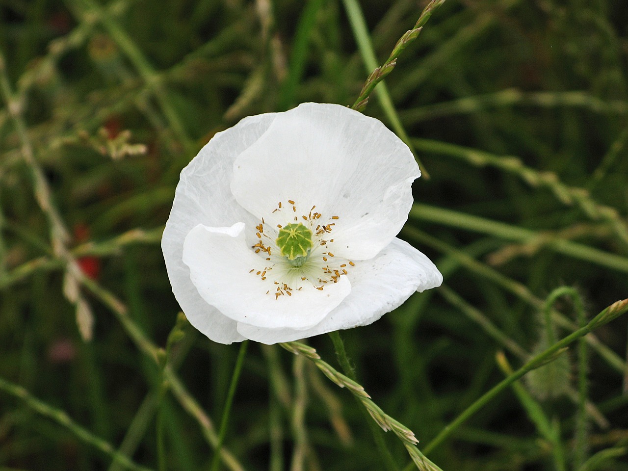 poppy white poppy mohngewaechs free photo