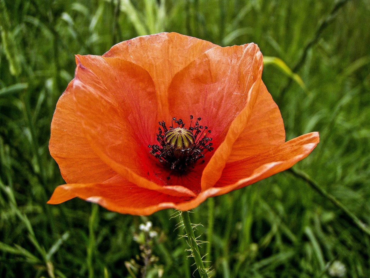 poppy red petal free photo