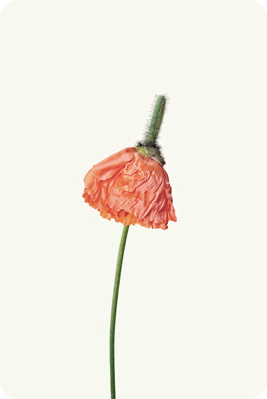 poppy orange blossom free photo