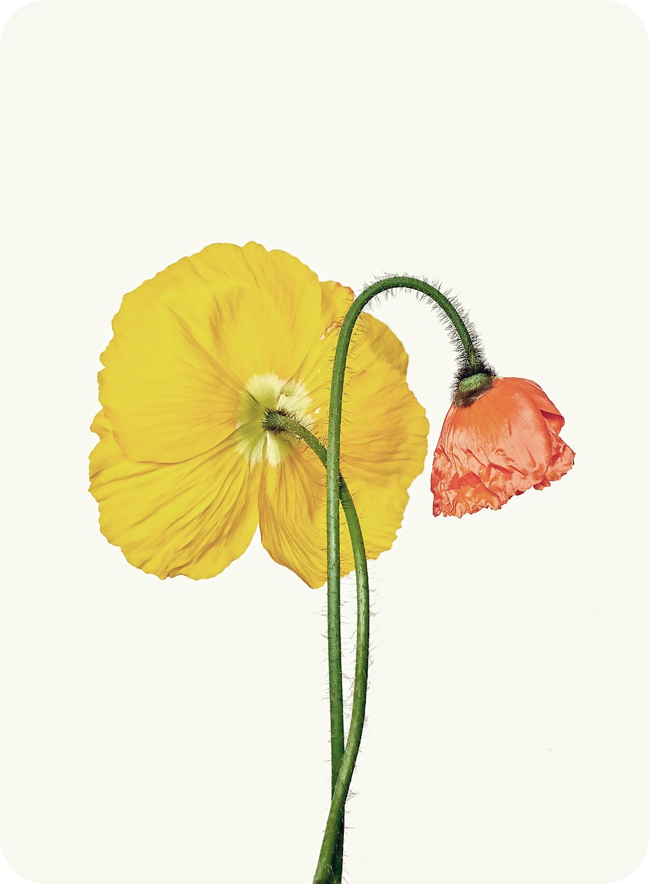 poppy yellow orange free photo