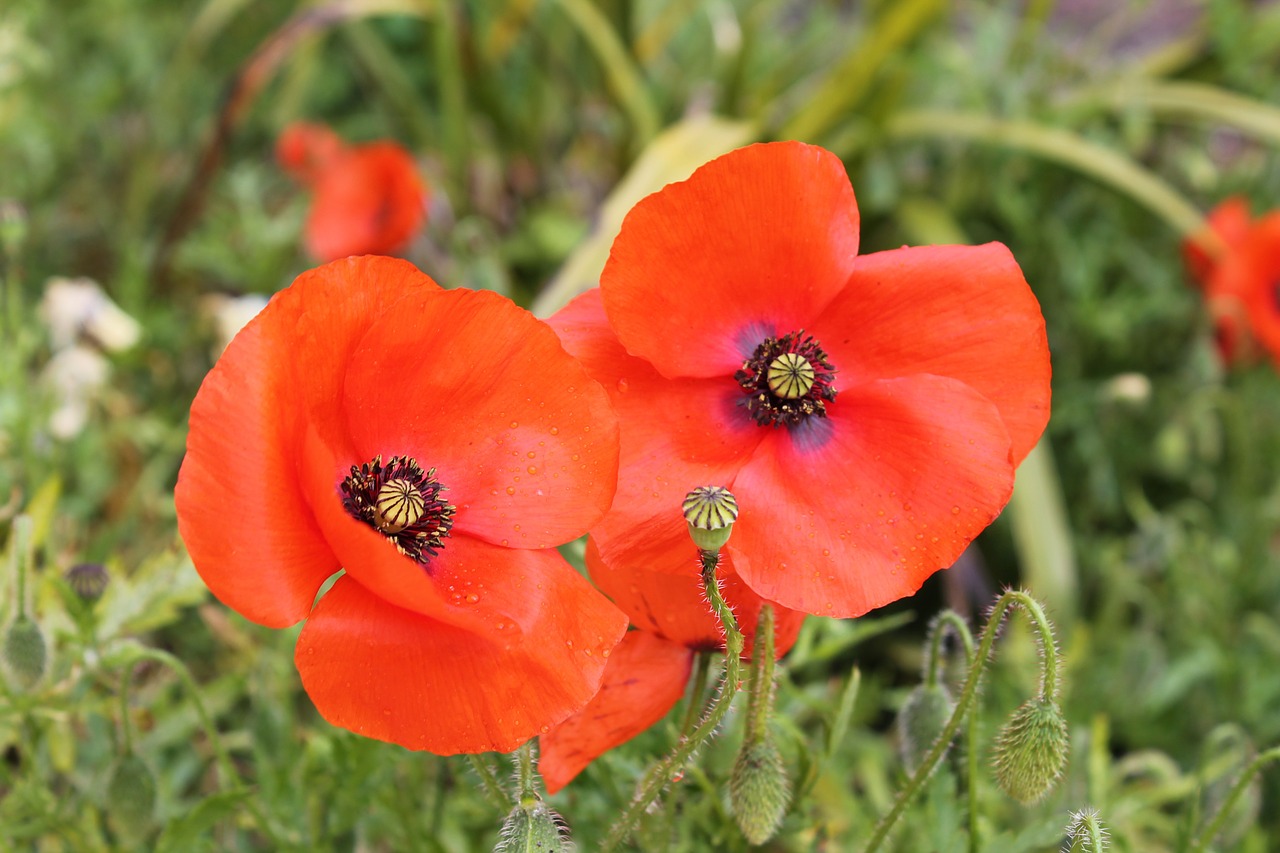 poppy french remembrance day free photo