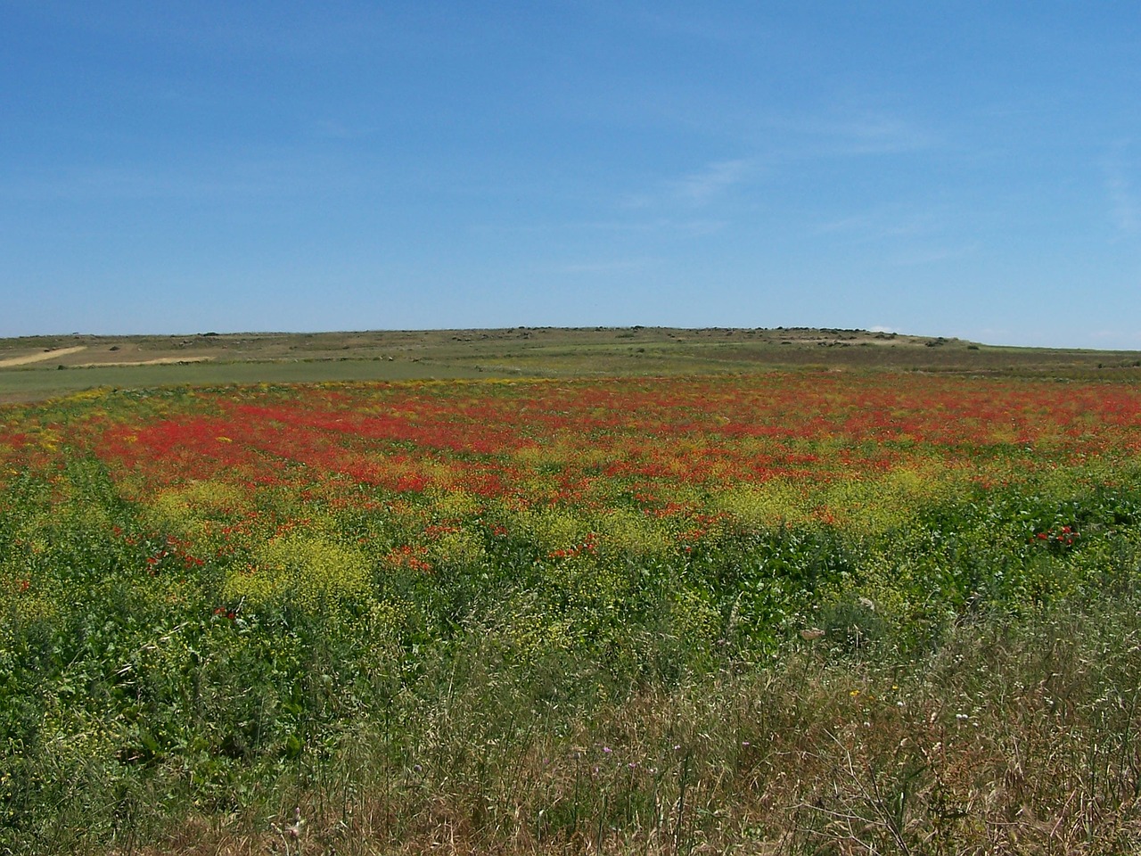 poppy provence landscape free photo