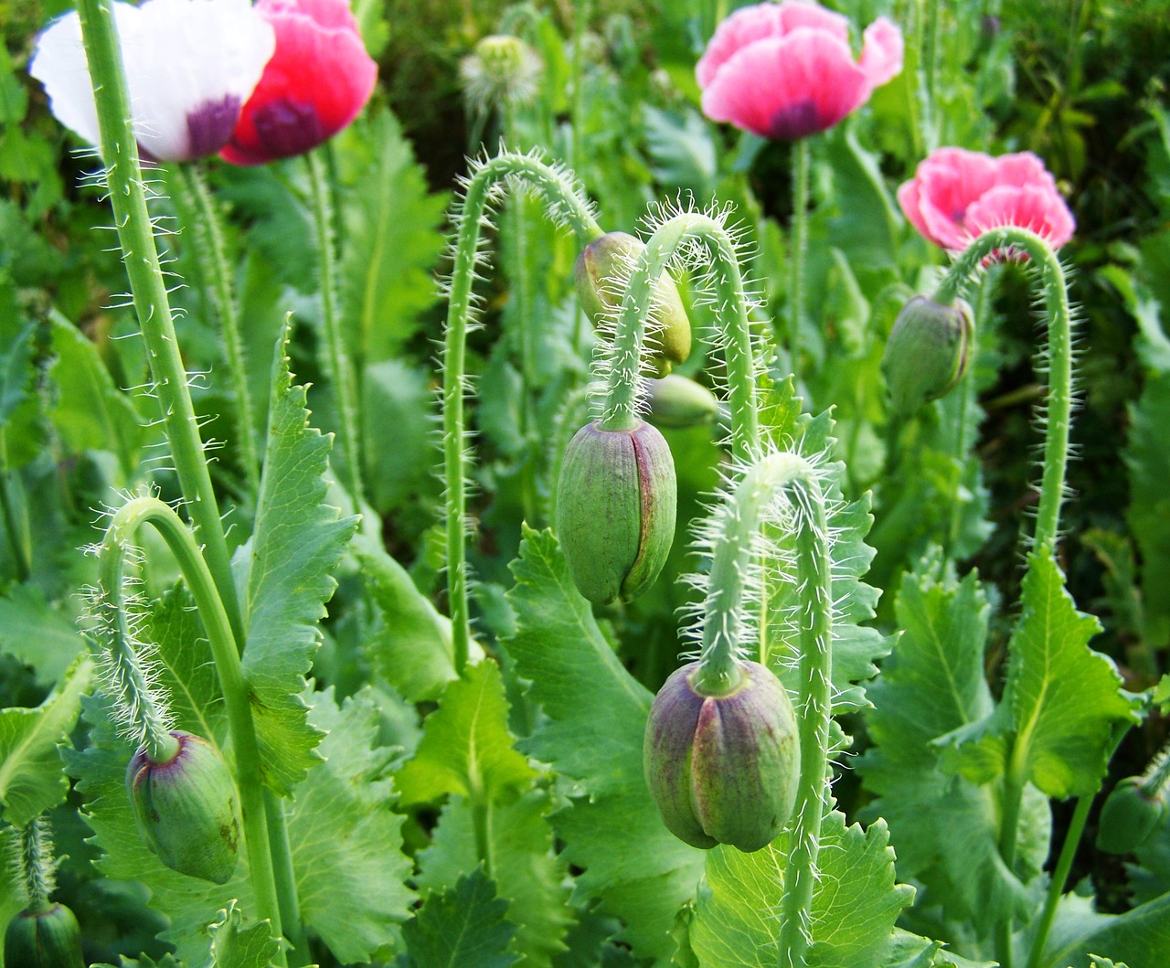 poppy buds mákföld summer free photo