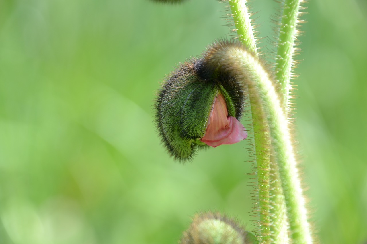 poppy capsule half open poppy free photo