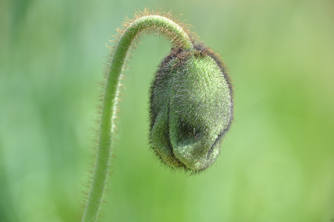 poppy capsule poppy green free photo