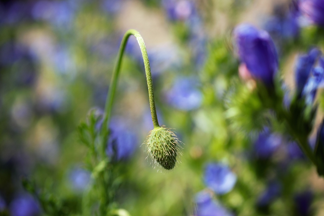 poppy capsule flower field flower free photo