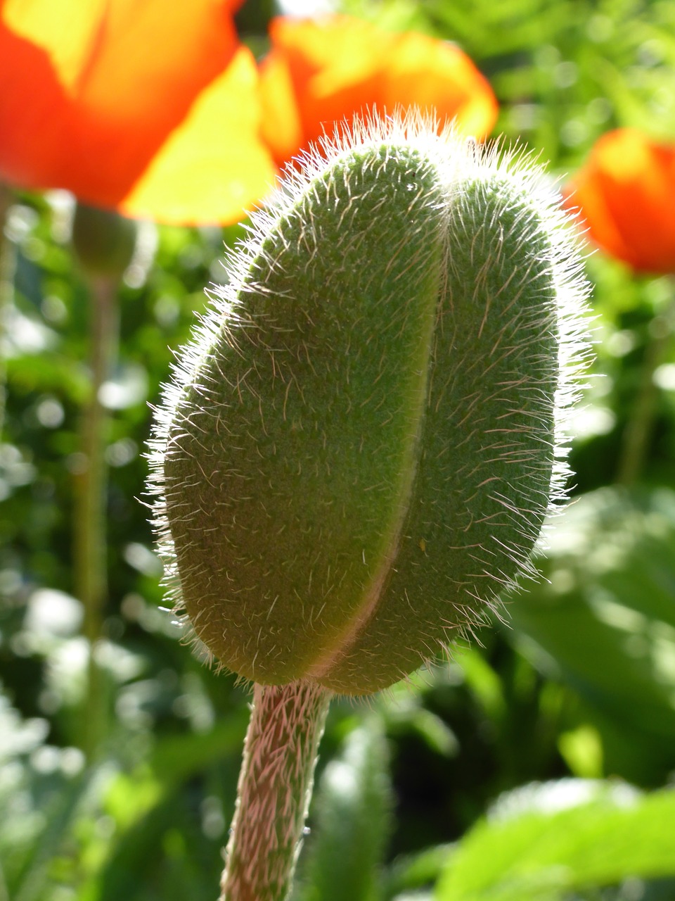 poppy capsule poppy flower flower free photo